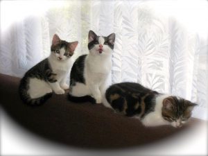 Our 3 cats Sukie, Minnie & Tommy aka Mitosu when they where kittens.